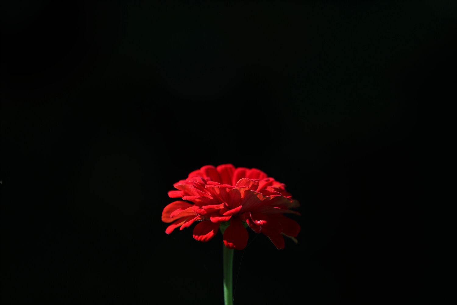 Red zinnia